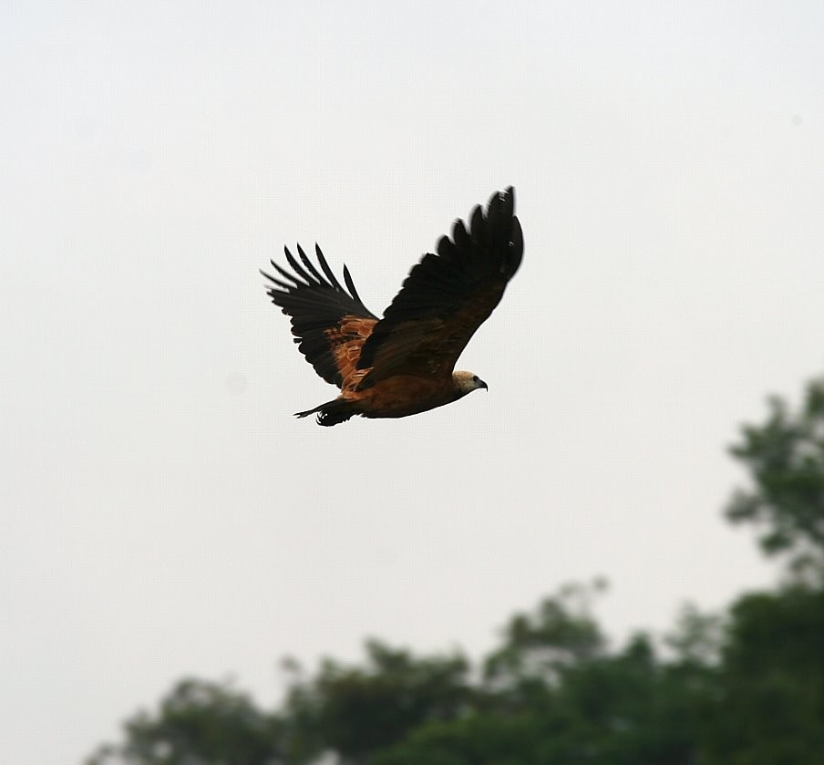 Hawk (Busarellus)