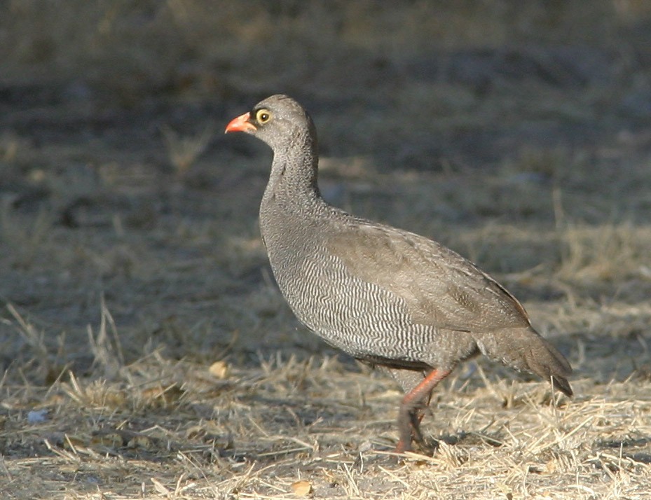 Red-billed Spurfowl