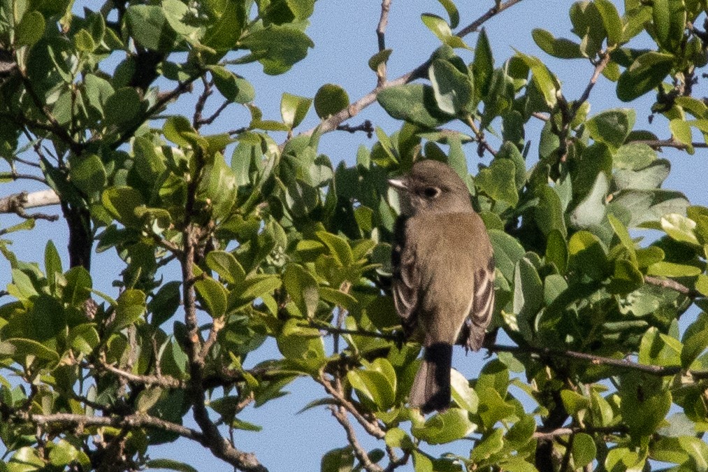 Least Flycatcher (Empidonax minimus)