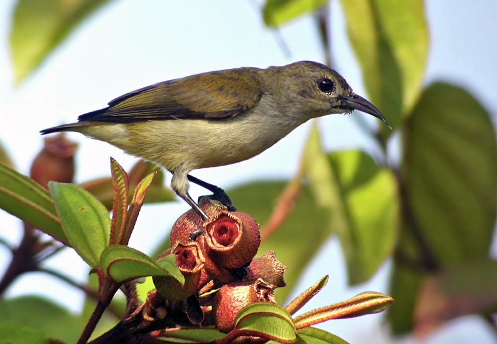 Picaflores de Andaman (Dicaeum virescens) Picture Bird