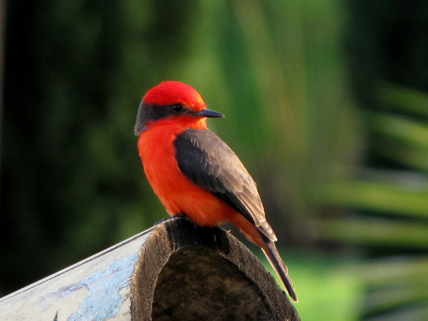 Mosqueros cardenales (Pyrocephalus)