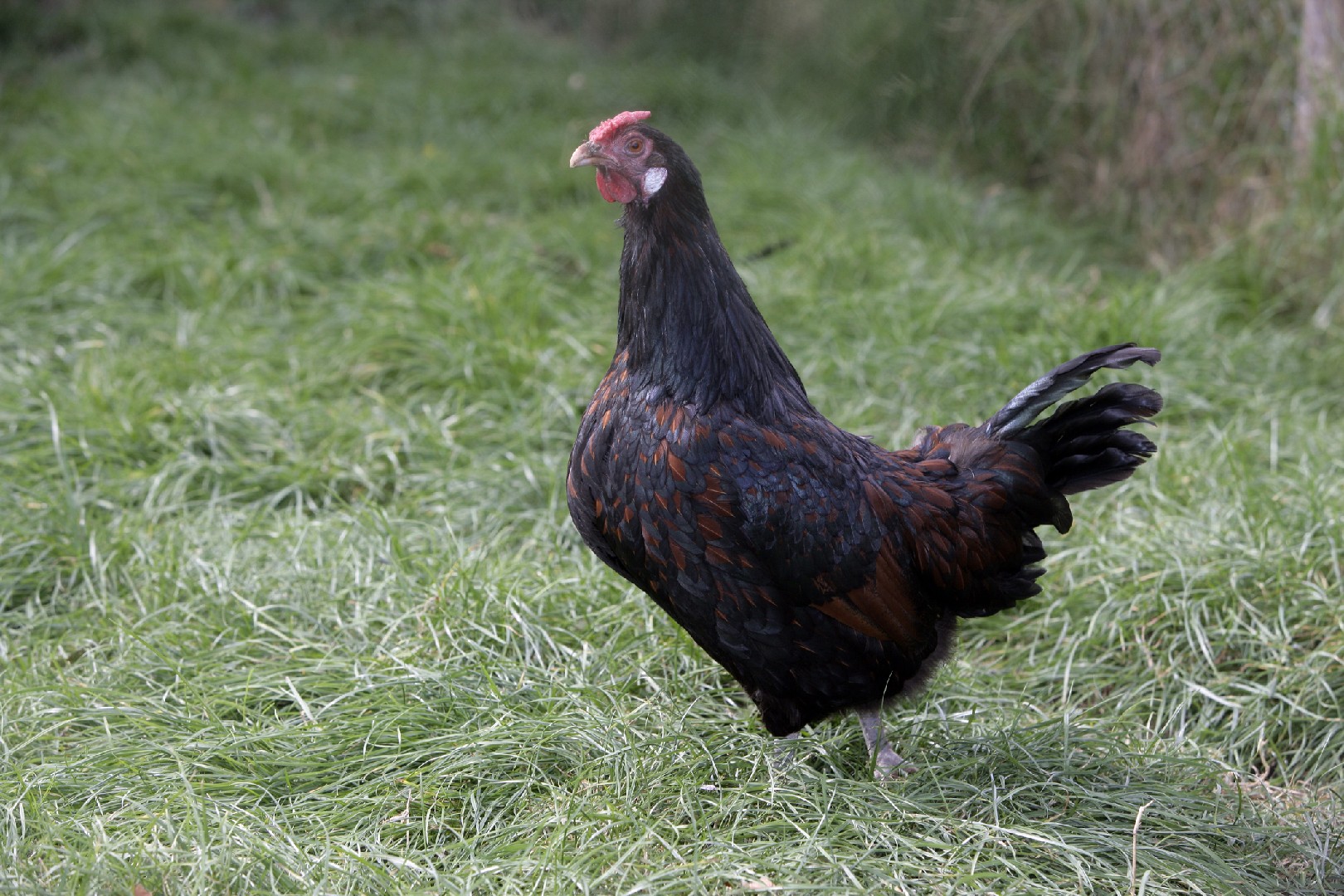 Gallus gallus domesticus 'Norfolk Grey' (Gallus gallus domesticus 'Norfolk Grey')