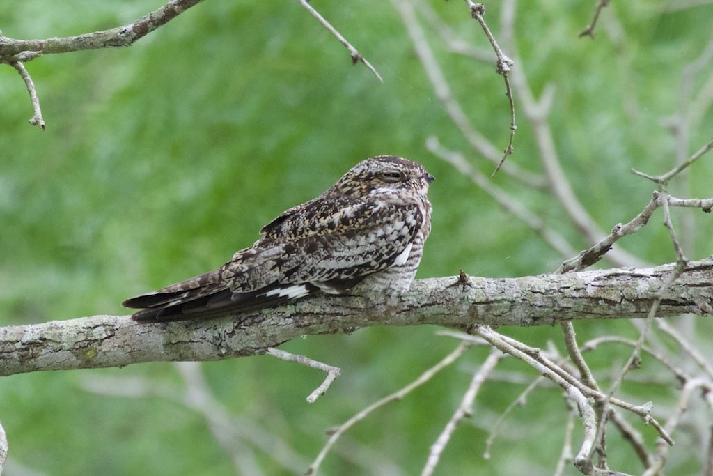 Succiacapre sparviere (Chordeiles minor)