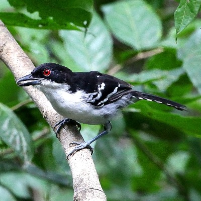 Great Antshrike (Taraba)