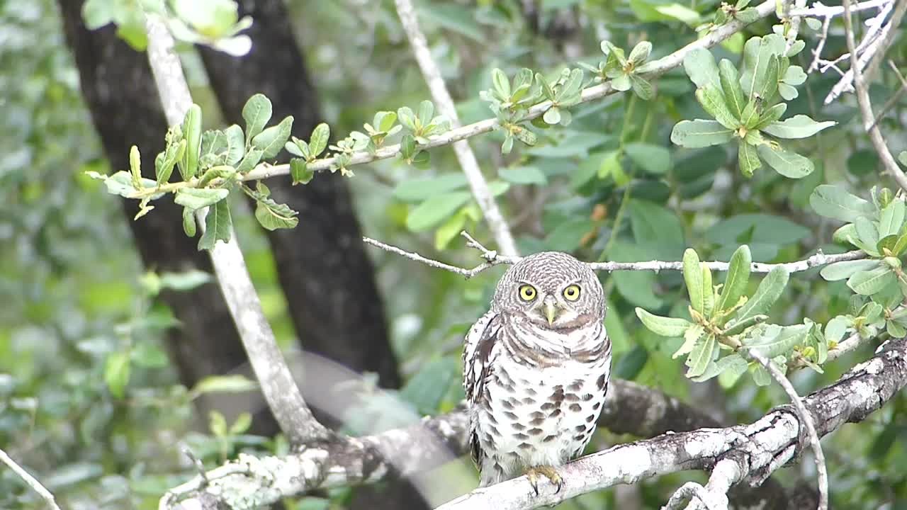 ヨコジマスズメフクロウ (Glaucidium capense)