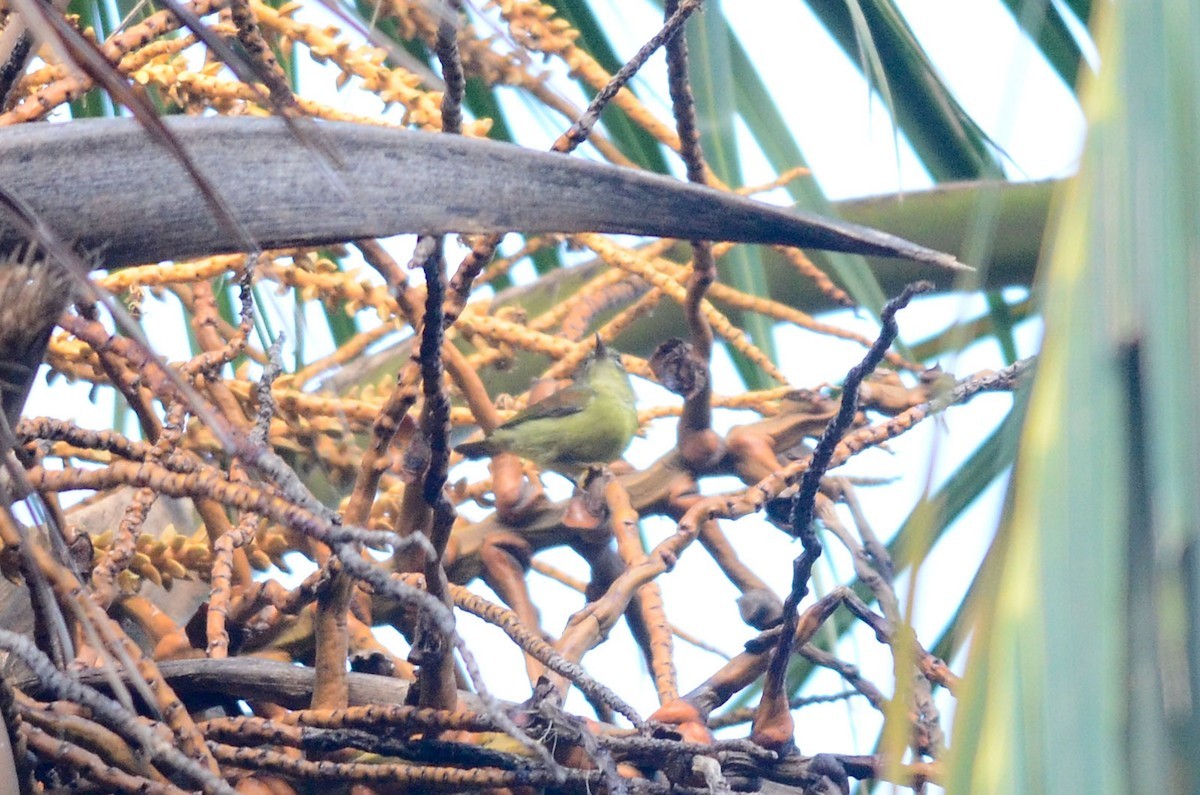 Grijskeelhoningzuiger (Anthreptes griseigularis)