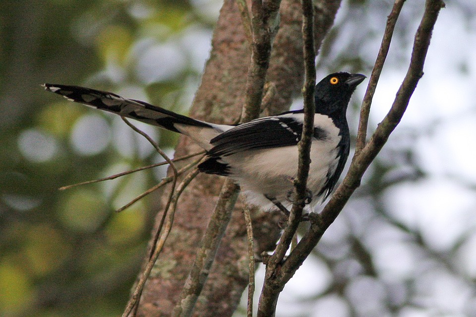 カササギフウキンチョウ (Cissopis leverianus)