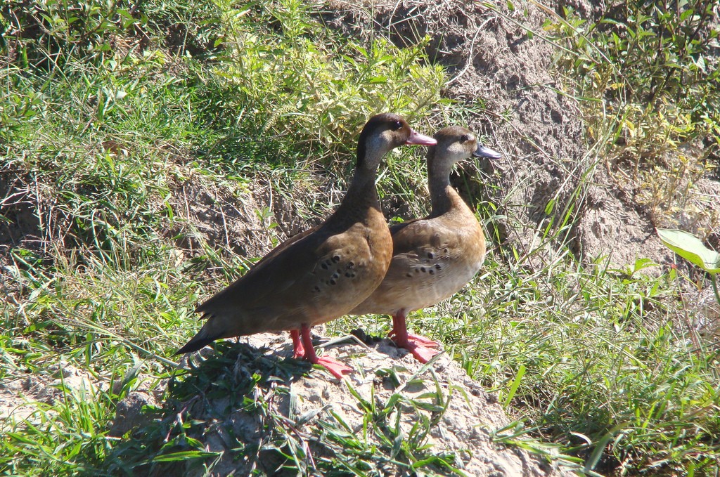 بط برازيلي (Amazonetta brasiliensis)