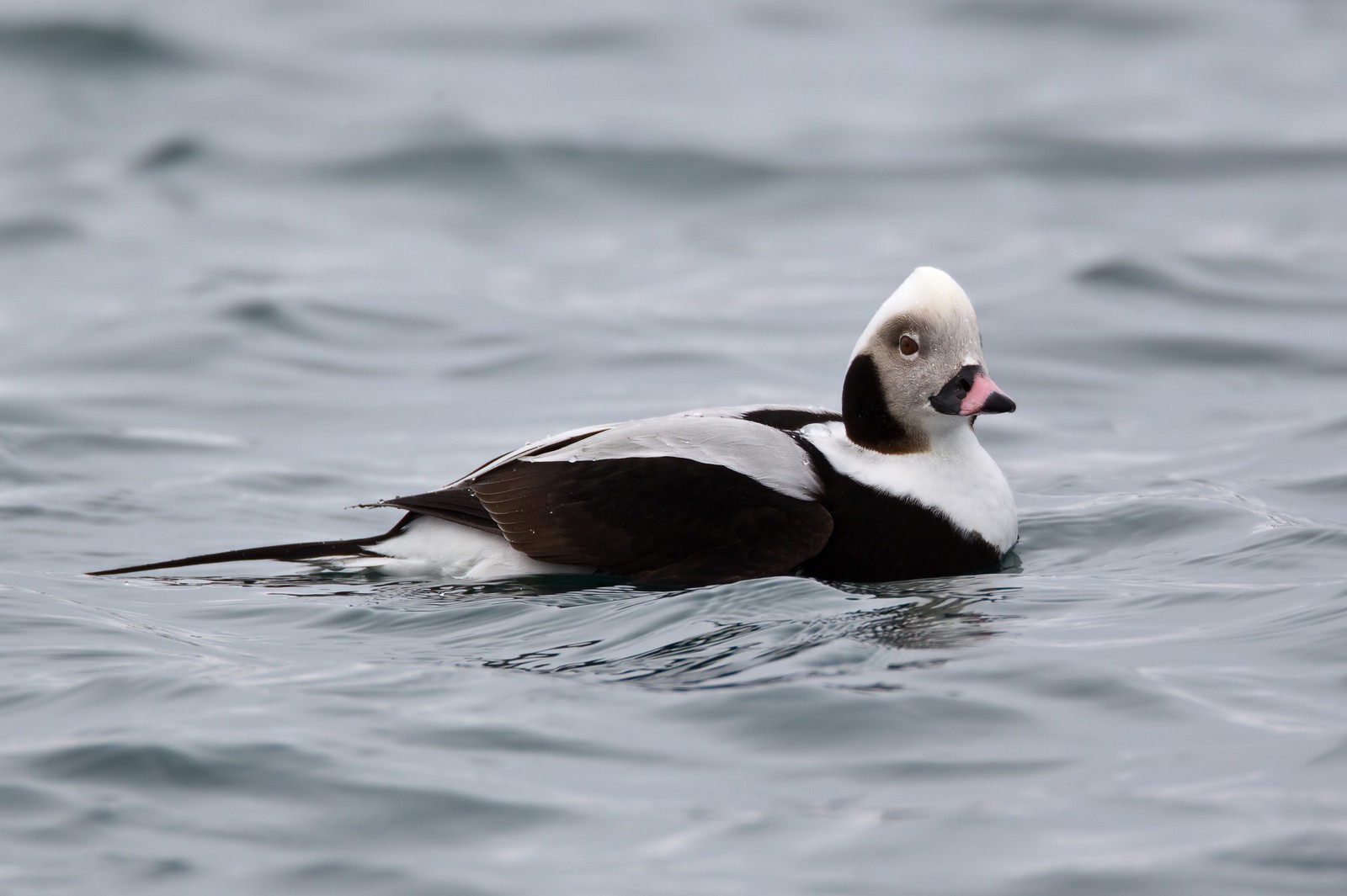 Pato-rabilongo (Clangula hyemalis)