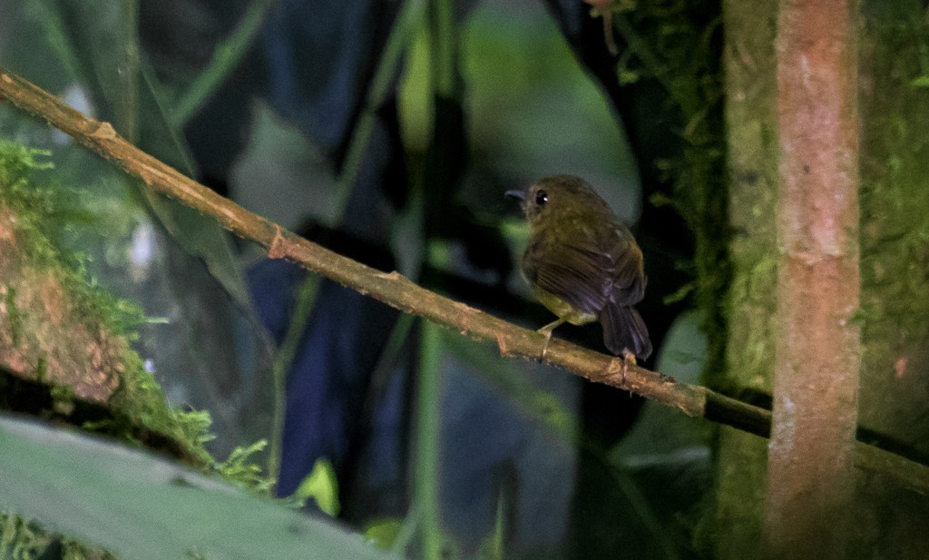 Bronzen Dwergtiran (Pseudotriccus pelzelni)