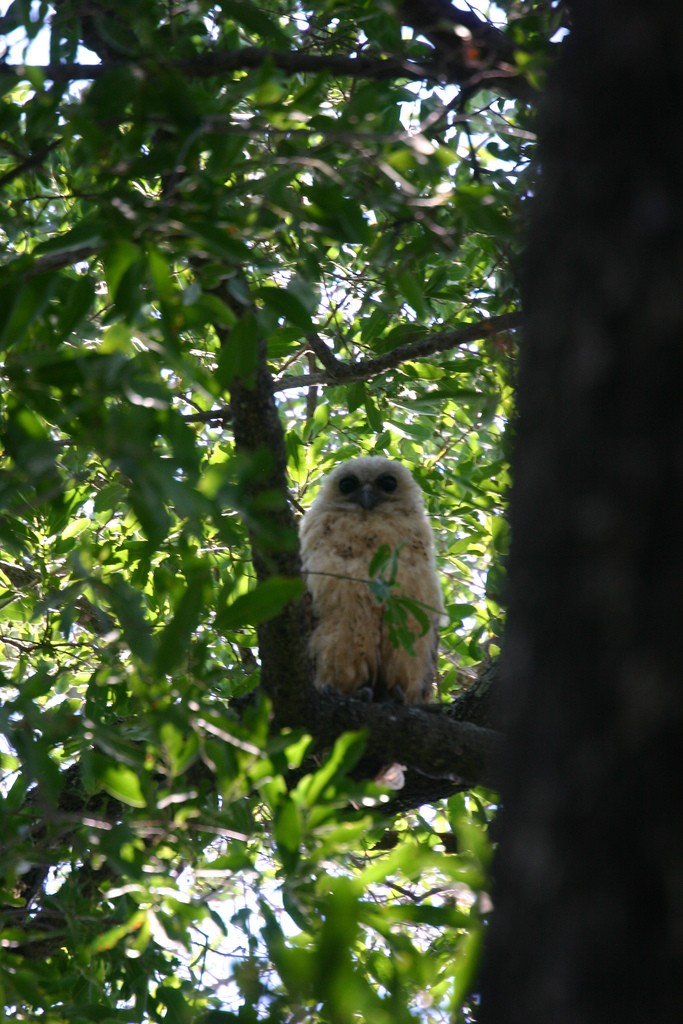 Pel's Fishing Owl (Scotopelia peli)