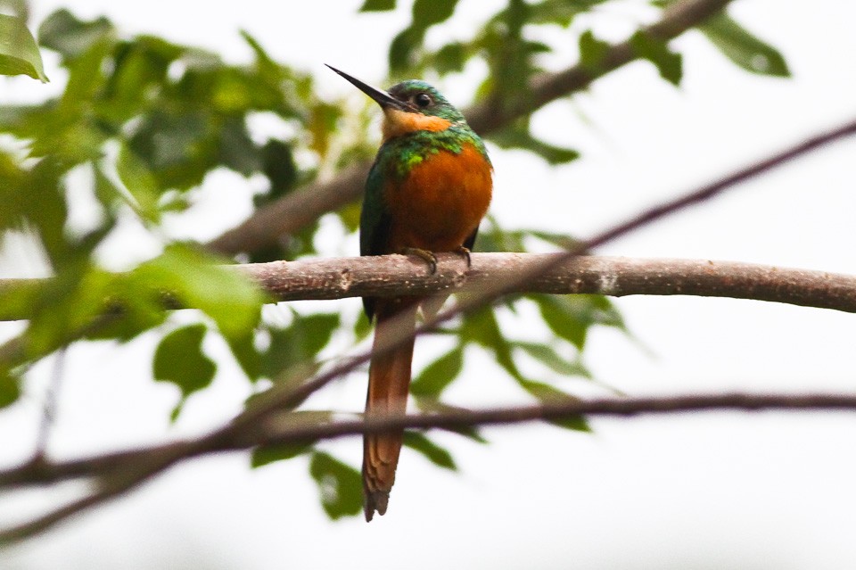 Jacamar codarossiccia (Galbula ruficauda)