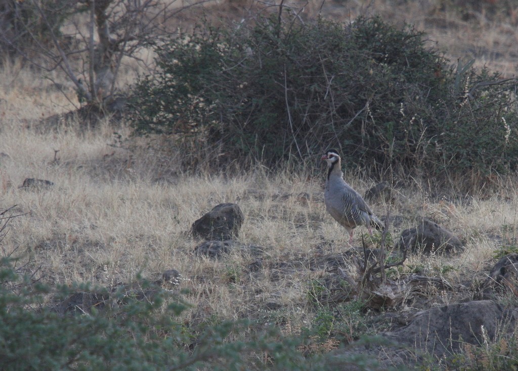 Arabian Partridge (Alectoris melanocephala)