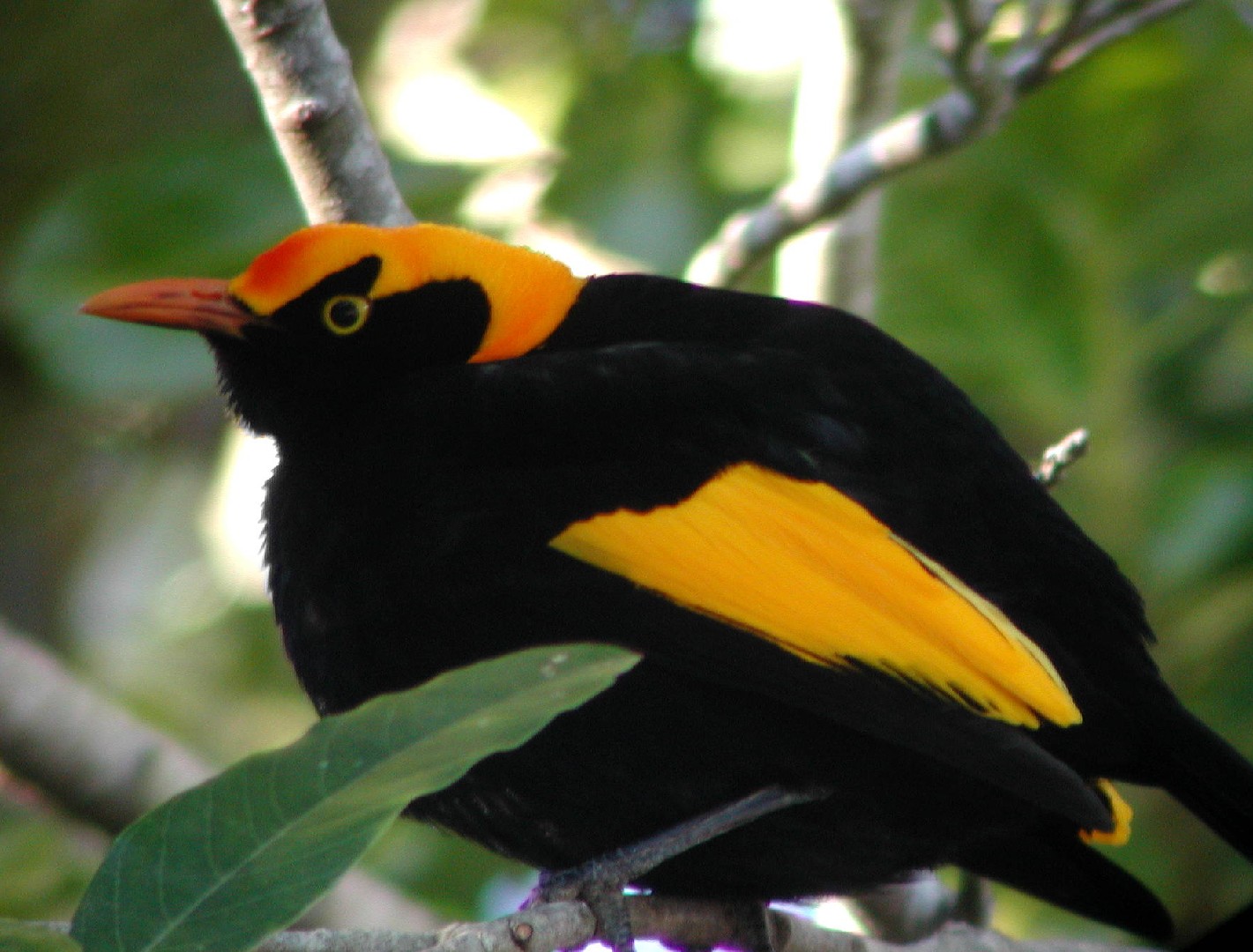 Uccello giardiniere del reggente (Sericulus chrysocephalus)