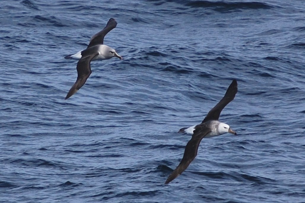 Albatros à tête grise (Thalassarche chrysostoma)