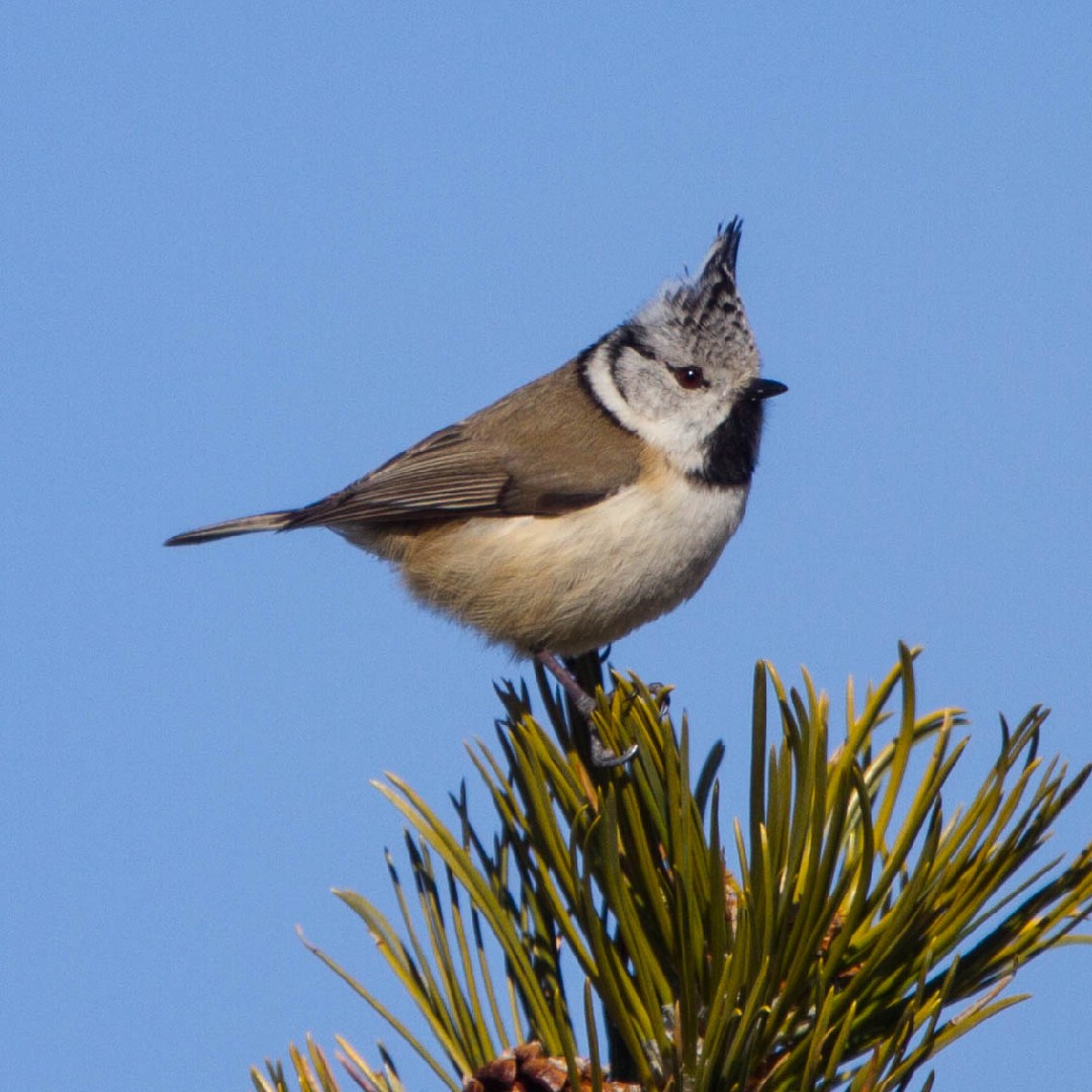 Crested Tits (Lophophanes)