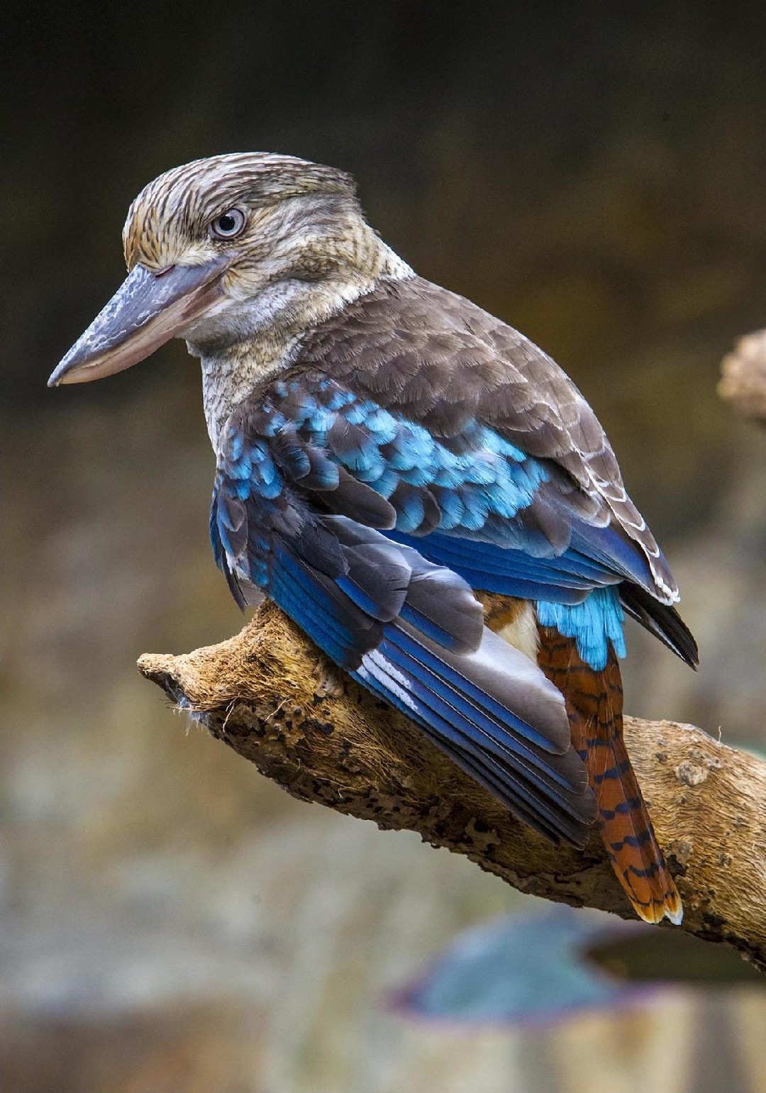 Cucaburra Aliazul (Dacelo leachii)