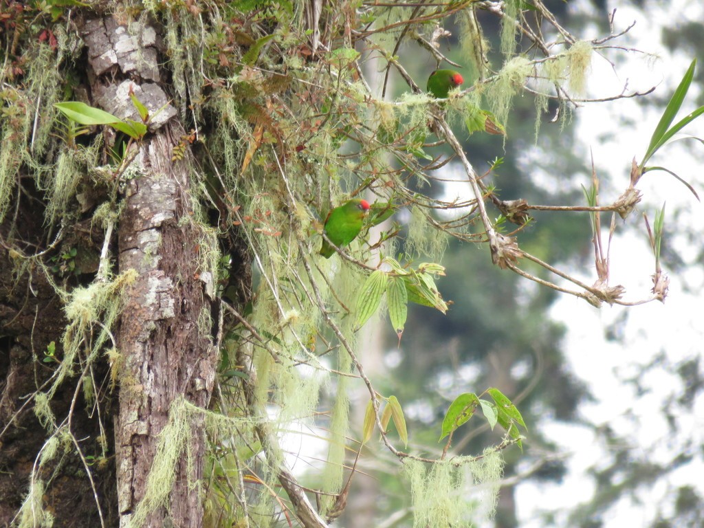 Cotorrita Costarricense (Touit costaricensis)