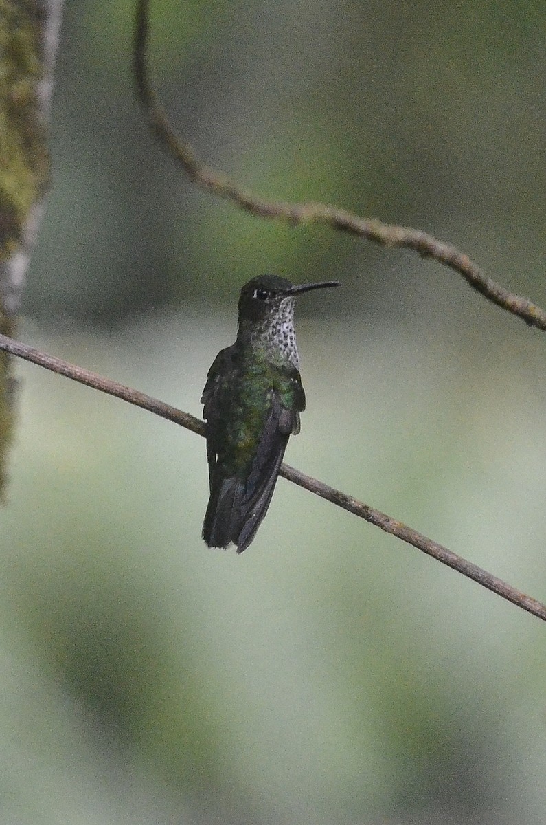 Tropfenkolibri (Taphrospilus hypostictus)