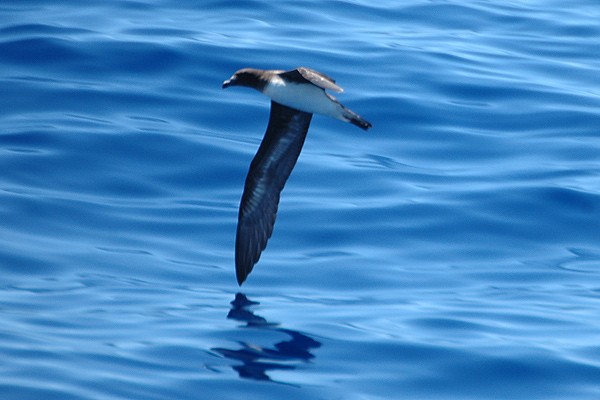 Tropical Petrels (Pseudobulweria)