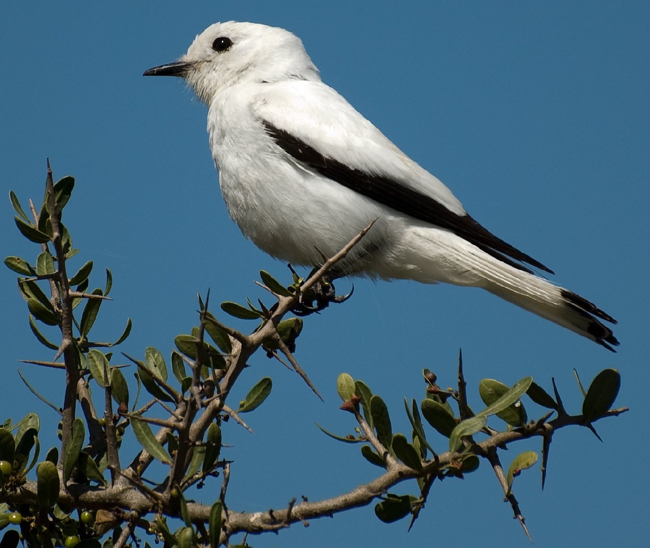 Monjita blanca (Xolmis irupero)