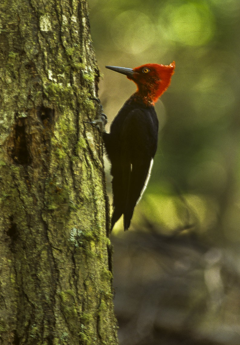 Magellanic Woodpecker (Campephilus magellanicus)