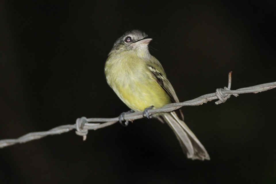 Yellow-olive Flycatcher and Allies (Tolmomyias)