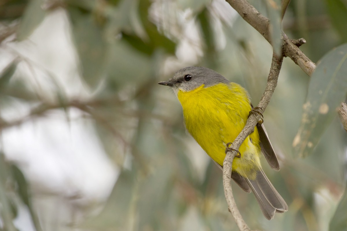 Papinho-amarelo-oriental (Eopsaltria australis)