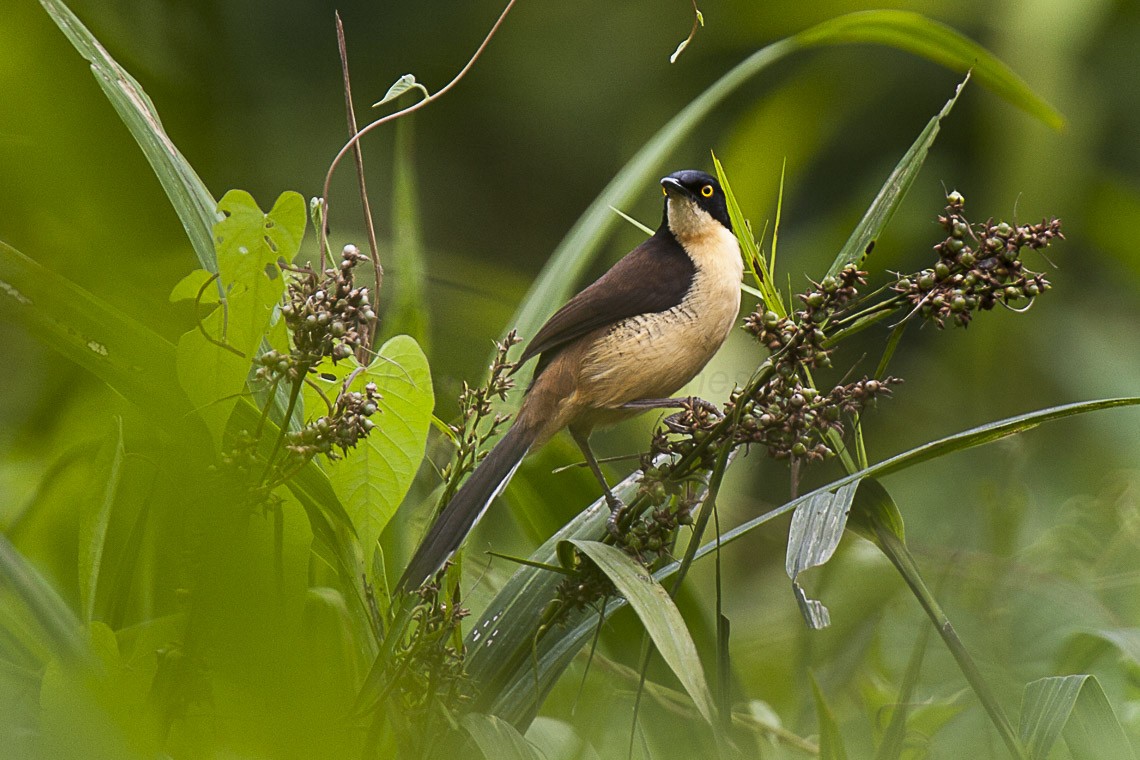 Black-capped Donacobius (Donacobius)