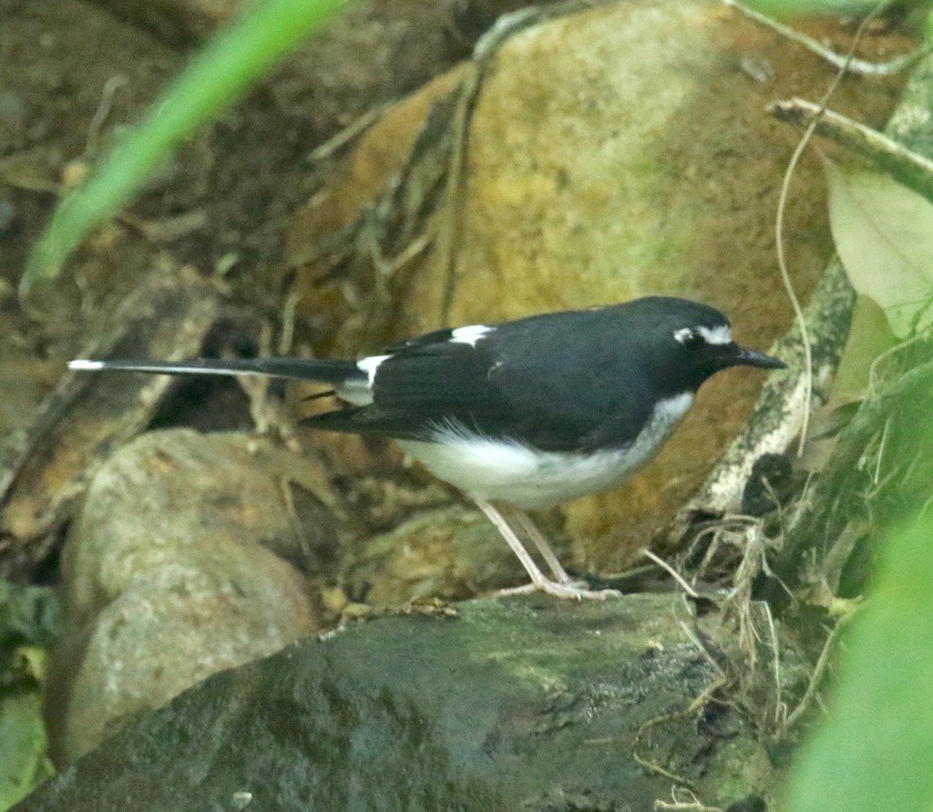 Sunda Forktail (Enicurus velatus)