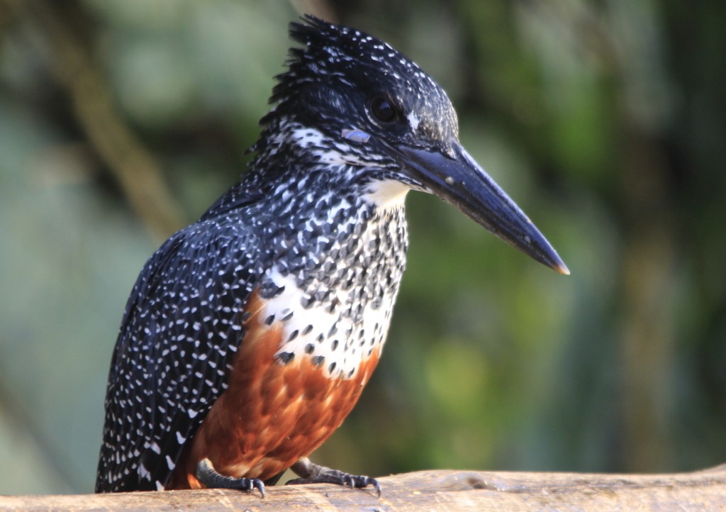 Martin-pêcheur géant (Megaceryle maxima)