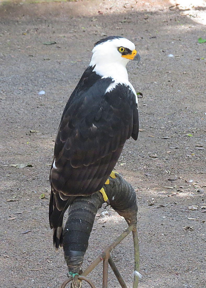 Black-and-white Hawk-eagle (Spizaetus melanoleucus)