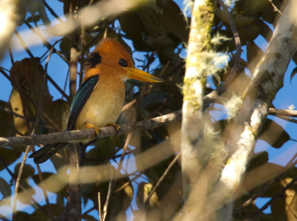 ヤマキバシショウビン (Syma megarhyncha)