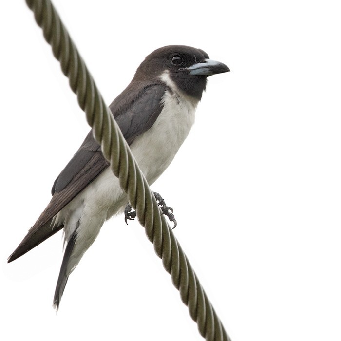 Fiji Woodswallow