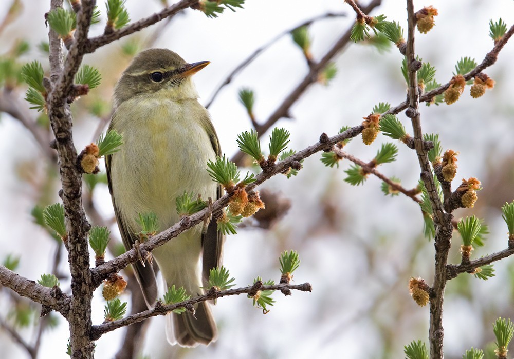 メボソムシクイ (Phylloscopus xanthodryas)