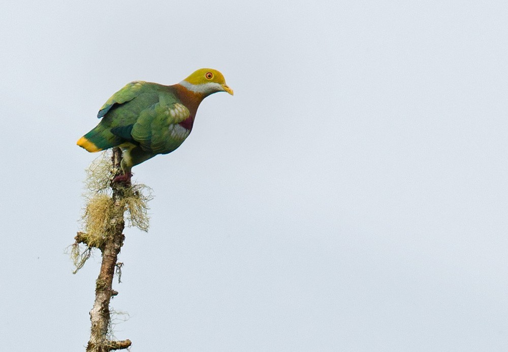 Tilopo adornado occidental (Ptilinopus ornatus)