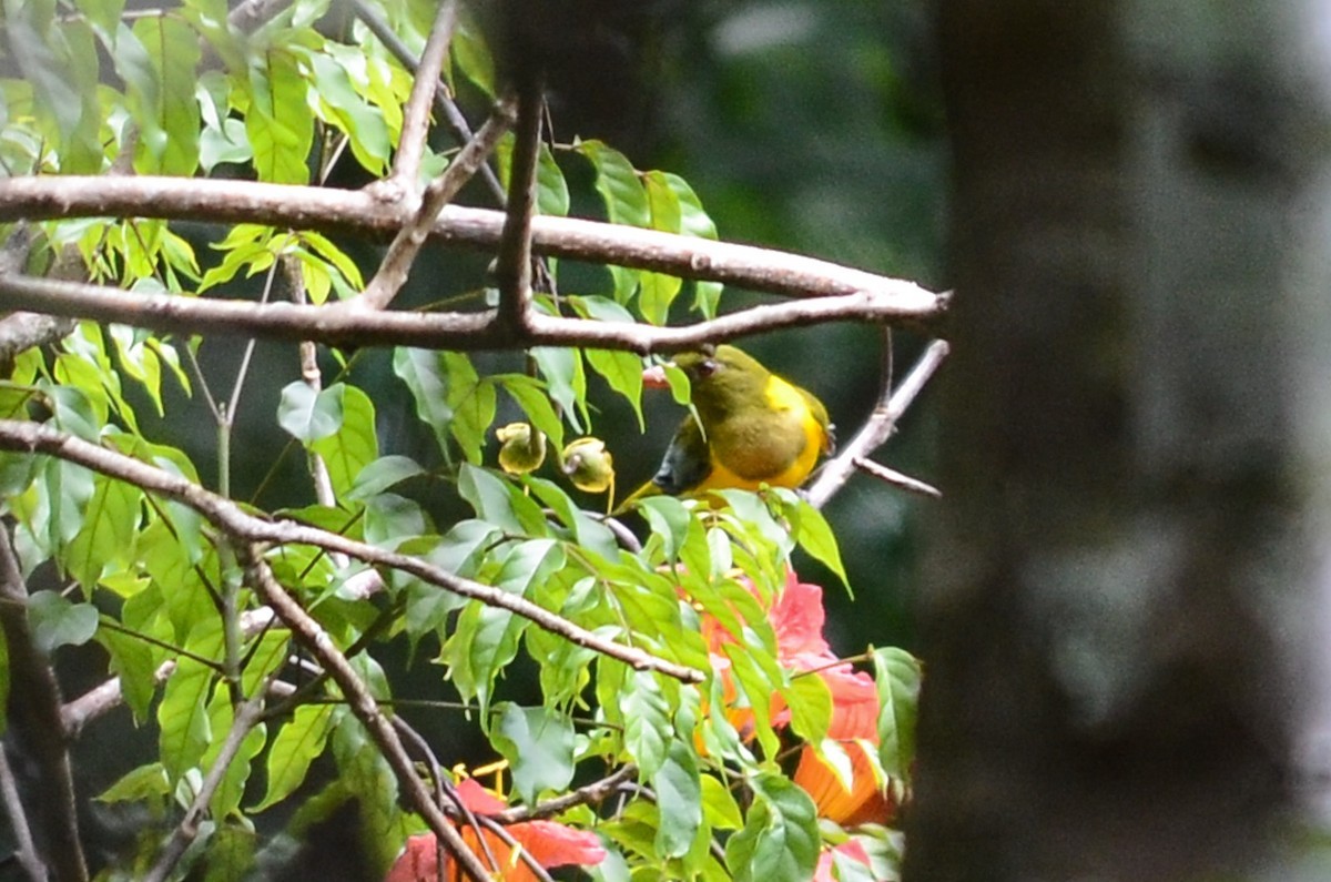 Green-headed oriole