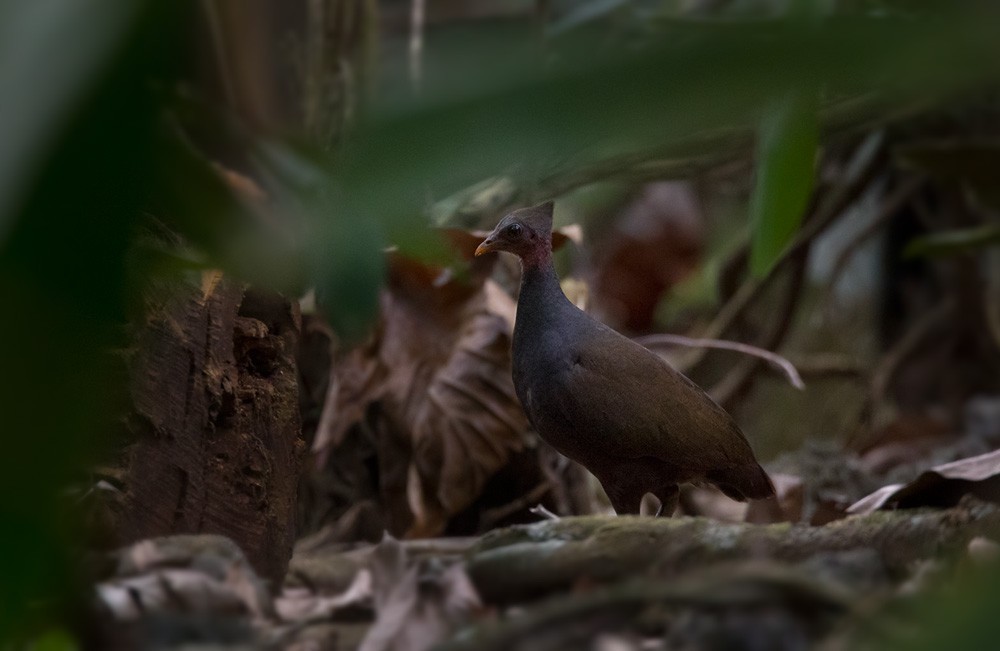 New Guinea Scrubfowl (Megapodius decollatus)