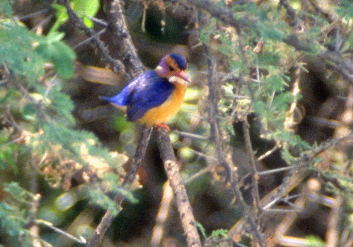 African Pygmy Kingfisher