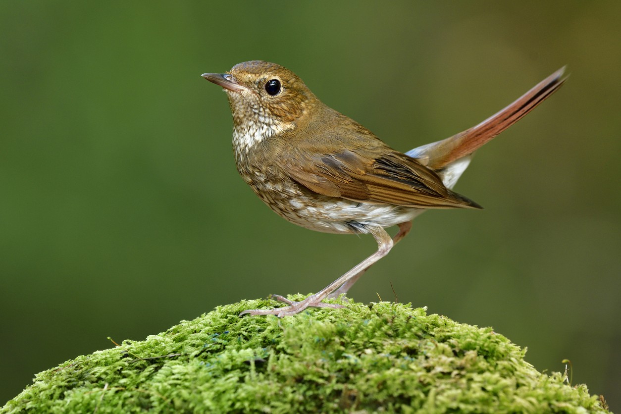 Rufous-tailed Robin (Larvivora sibilans)