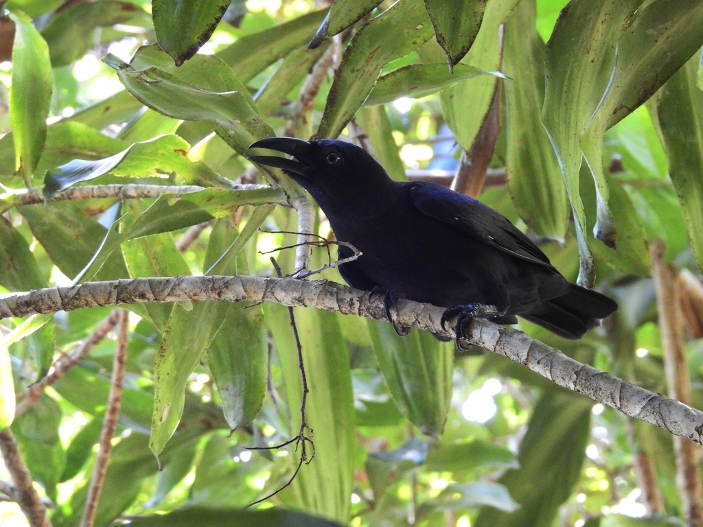 Gralha-das-bangai (Corvus unicolor)