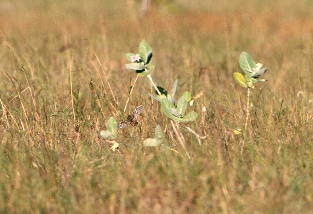 Torillo de Sumba (Turnix everetti)