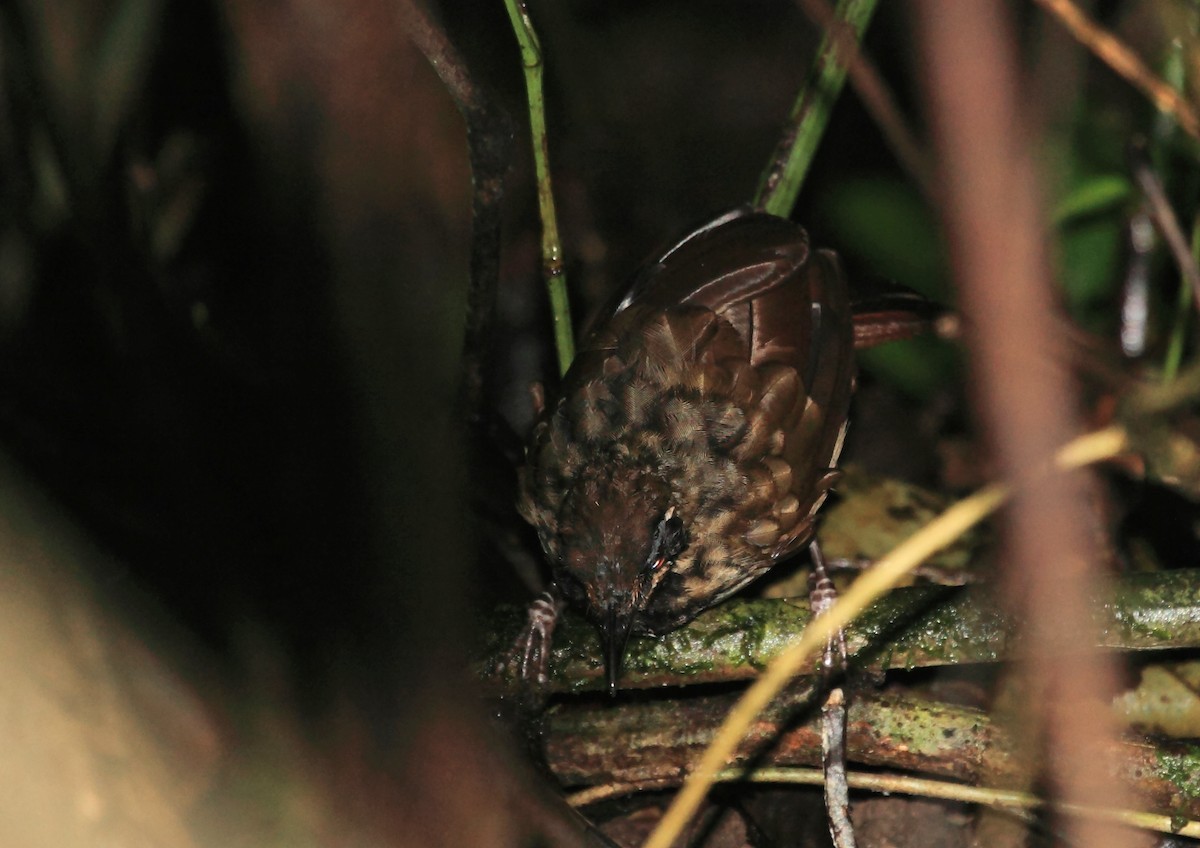 黑喉鷦鶥 (Turdinus atrigularis)