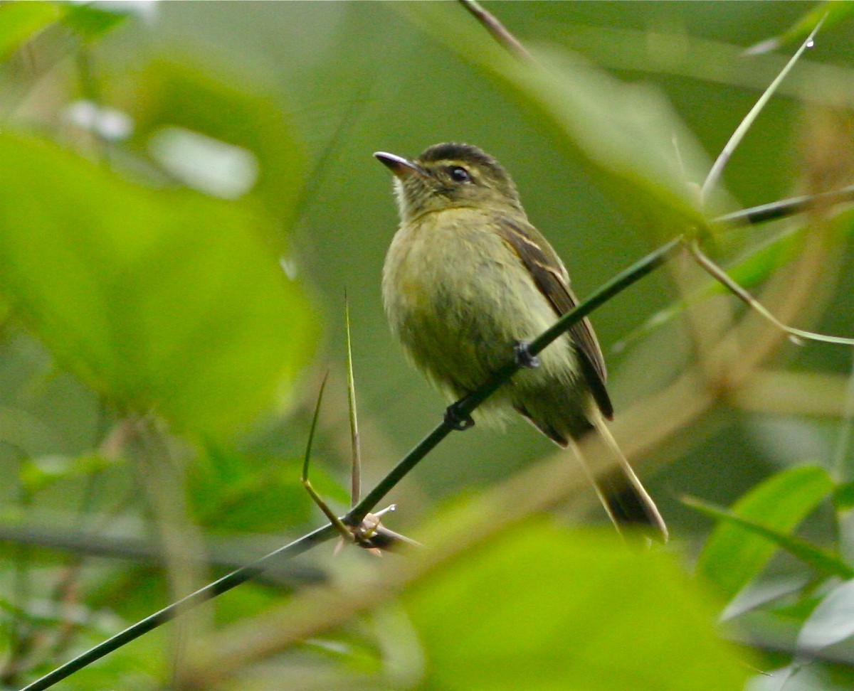 Ramphotrigon (Ramphotrigon)