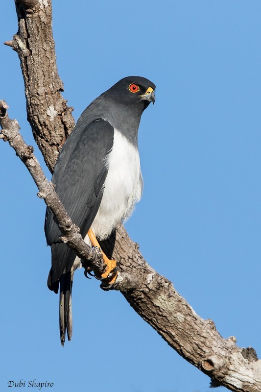 ムナグロオオタカ (Accipiter haplochrous)