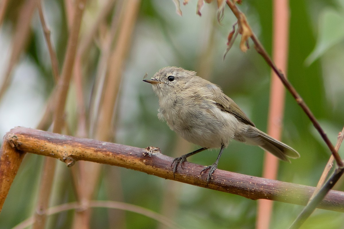 Bergtjiftjaf (Phylloscopus sindianus)