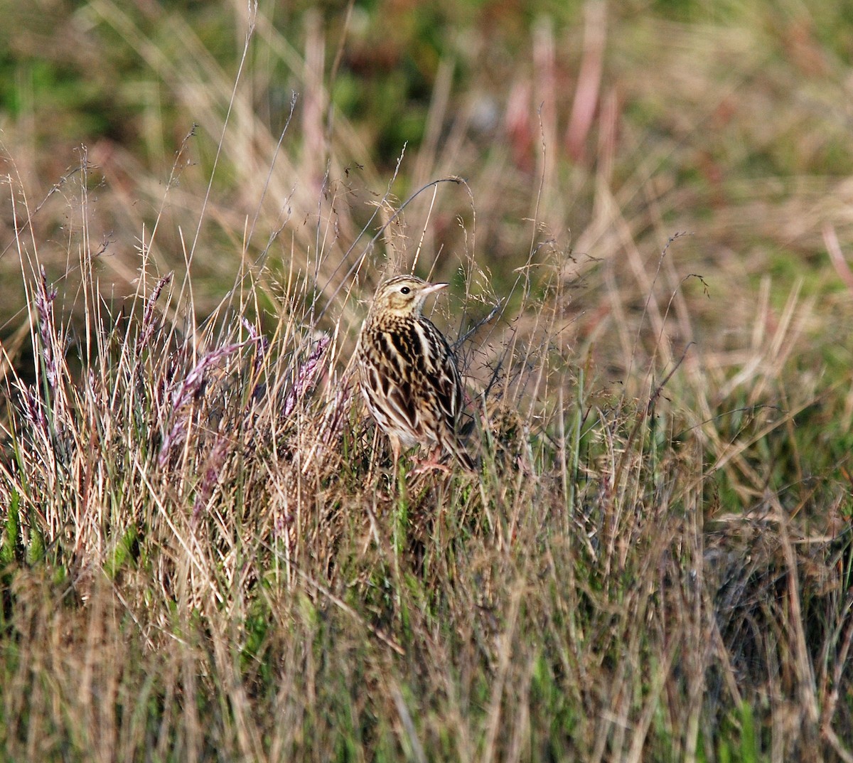 Bisbita correndera (Anthus correndera)