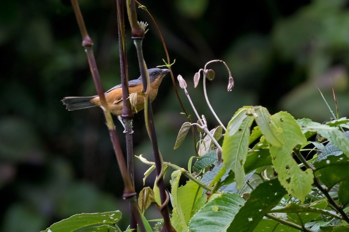 Rufous-crested and Slaty Tanagers (Creurgops)