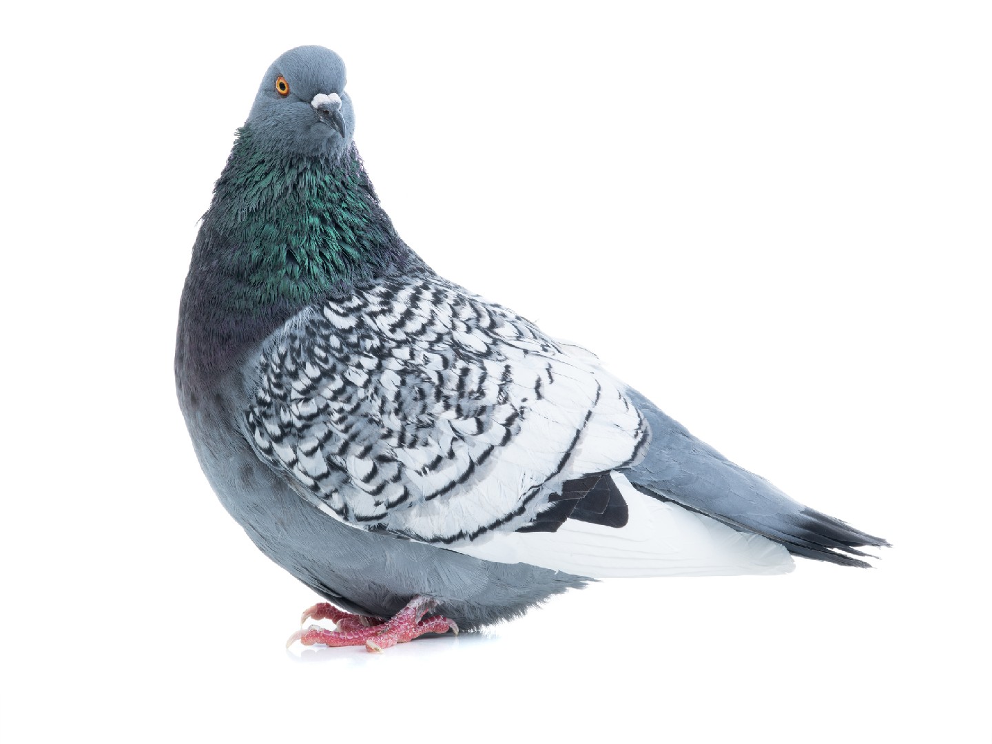 Columba livia domesticus 'polish lynx' (Columba livia domesticus 'polish lynx')