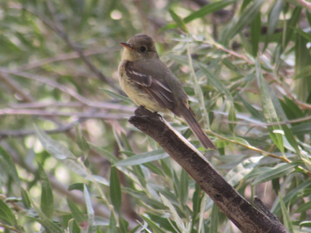 Mosqueros (Empidonax)